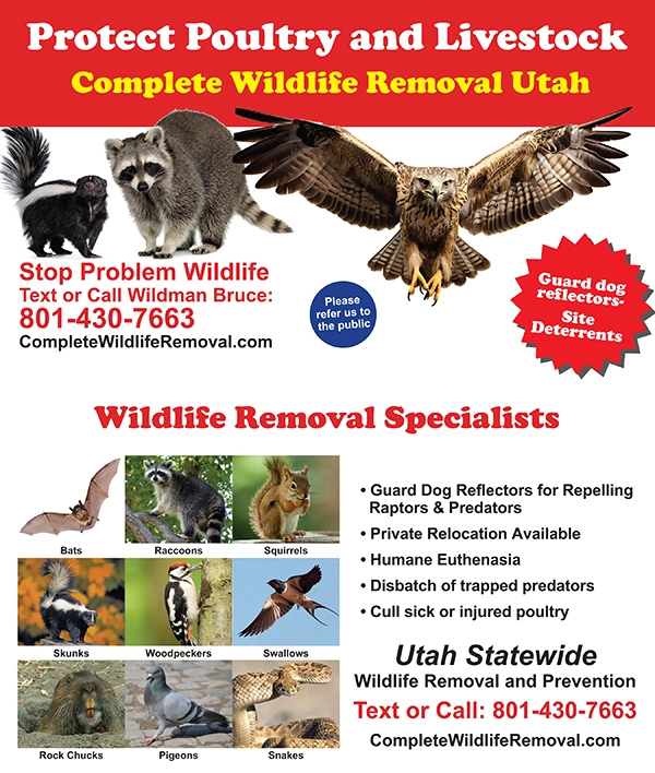 Hunt1 Protect Poultry Flyer -tiny